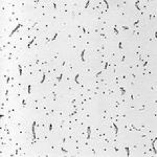 Плита BAJKAL Board 90 600х600х12 мм